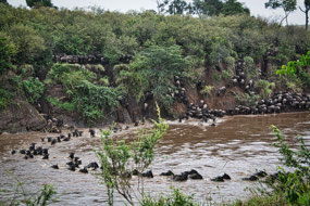 Wildebeest crossing the Mara River