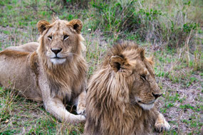 2 young Male Lions