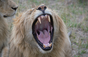 Big Roar - Masai Mara