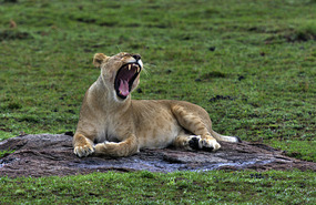 Big Yawn - Masai Mara
