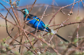 Long Tailed Blue Starling