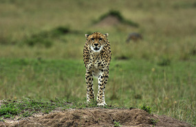 Cheeta on the prowl for food - Masai Mara