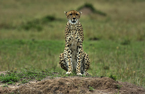 Cheeta checking out the area - Masai Mara