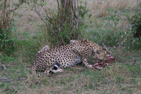 Cheetah finishing a kill