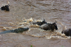 Crocodile after Wildebeest
