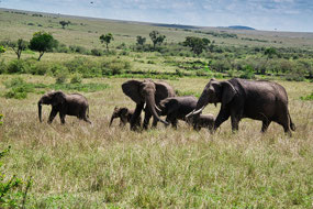Elephant Family - Masai Mara
