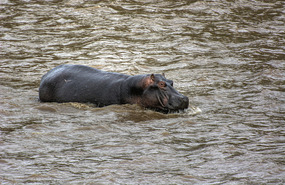 Hippo watching Wildebeest cross Mara River 