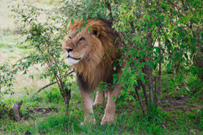 Impressive looking mane