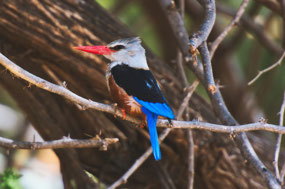 Kingfisher