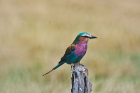Lilac-Breasted Roller-Kenya's national bird