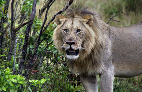 Lion dragged kill into bushes