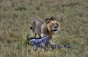  Lion dragging kill - Masai Mara