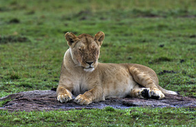 Lioness lying by kill - Masai Mara