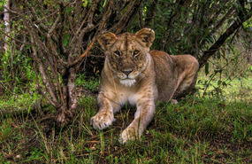  Lioness - Masai Mara