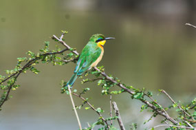 Little Bee-Eater