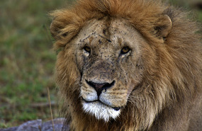  Male Lion right next to road