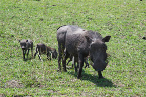 Mama Wharthog with tiny piglets