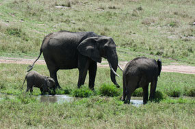 Mama with 2- & 3-yr olds