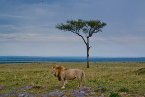 Lions more active in early morning