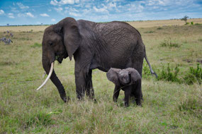 Mother and Baby