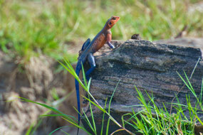 Mwazda Fat-Headed Agama Lizard