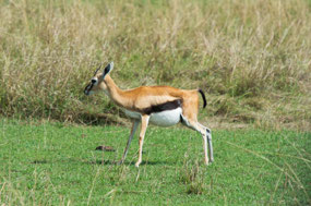 pregnant Thompson's Gazelle