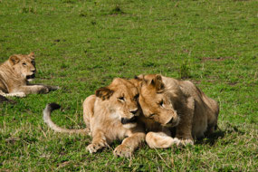 Pride of lions relaxing on a hill