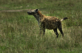 Spotted Hyena - Masai Mara