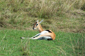 Thompson Gazelle laid down to  give birth