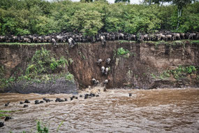Wildebeest line the bank to cross Mara River
