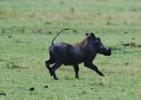 Warthog - Tail Up 