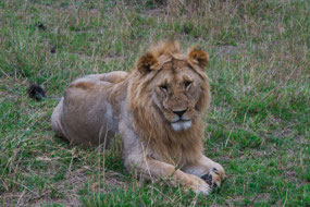 Watching the Wildebeest walking by