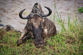Wildebeest climbing up from the steep bank