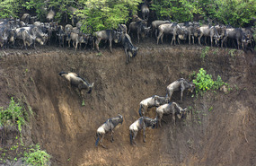 Wildebeest going down the river bank