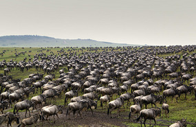 Wildebeest after River Crossing--never-ending