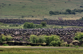 Great Migration waiting to cross River