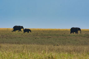 Elephant family