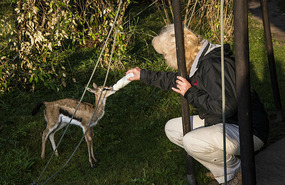 feeding Tulisha, baby Thompson Gazelle