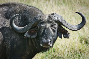 fierce-looking Cape Buffalo