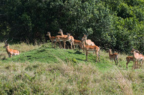 Impala alert to predators