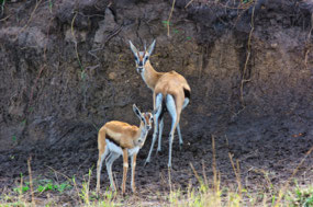 Mother & Baby Thompson's Gazelles