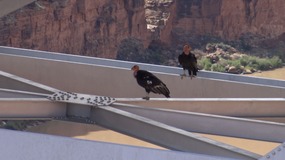 Condors on Navajo Bridge