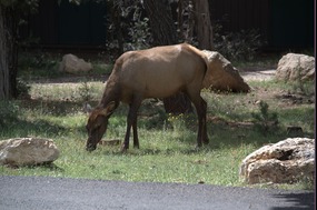 Elk in Campground--What A Greeting