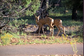 Mule Deer Fawn--so cute