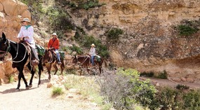 Mule Train passing on South Kaibab Trail