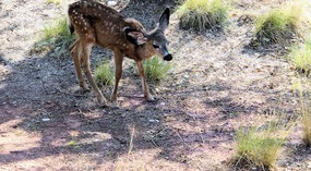  Mule Deer Fawn
