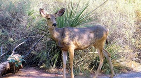  Mule Deer Watching Fawn