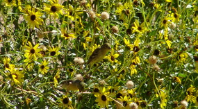  Lesser Yellow Finch in Hopi Blanket Flowers