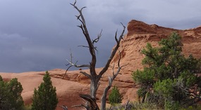 Dead Tree Beauty -- Nature Walk