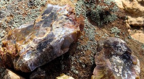  Petrified Wood
